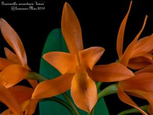 Guarianthe aurantiaca