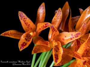 Guarianthe aurantiaca