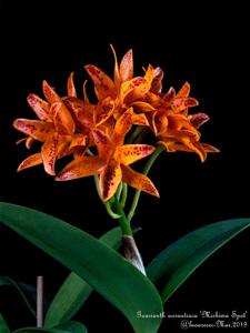 Guarianthe aurantiaca