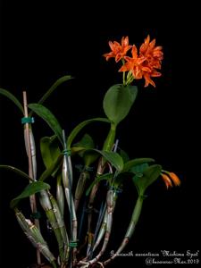 Guarianthe aurantiaca