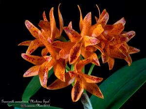 Guarianthe aurantiaca