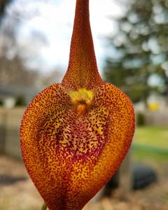 Masdevallia princeps