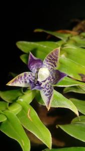 Dichaea laxa