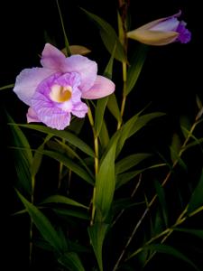 Sobralia macrantha