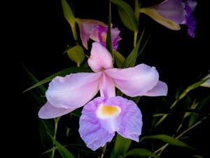 Sobralia macrantha