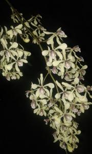 Encyclia incumbens