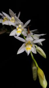 Coelogyne flexuosa