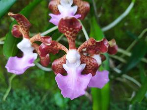 Vanda insignis