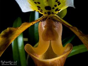 Paphiopedilum exul