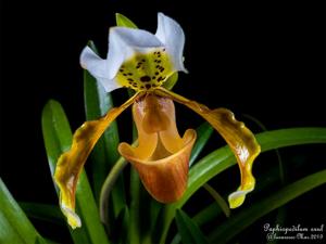 Paphiopedilum exul