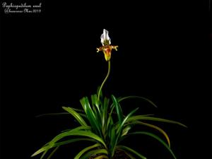 Paphiopedilum exul