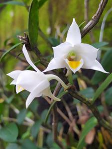 Dendrobium ovipostoriferum