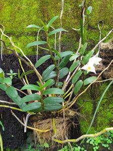 Dendrobium ovipostoriferum