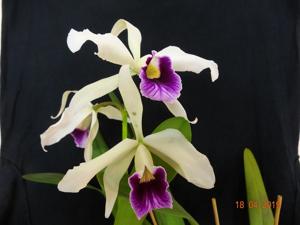 Cattleya purpurata