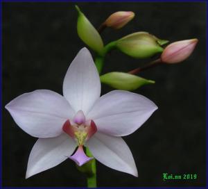 Spathoglottis plicata