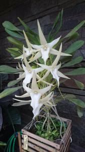 Angraecum sesquipedale