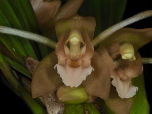 Coelogyne salmonicolor