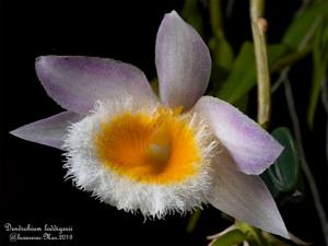 Dendrobium loddigesii