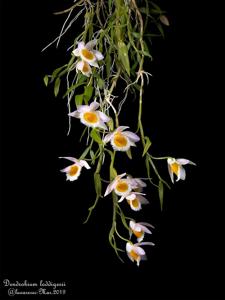 Dendrobium loddigesii