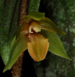 Coelogyne pubescens