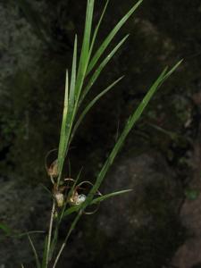Dendrobium polyschistum var. graminiforme