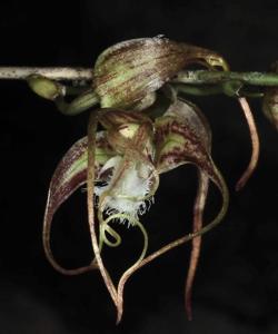 Dendrobium polyschistum var. graminiforme