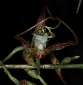 Dendrobium polyschistum var. graminiforme