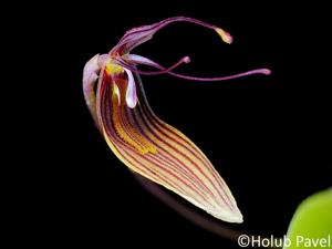Restrepia trichoglossa