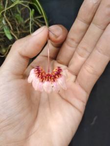 Bulbophyllum auratum