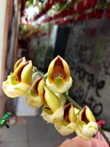 Catasetum rooseveltianum