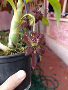 Cycnoches egertonianum