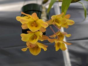 Dendrobium friedericksianum