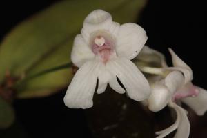 Dendrobium aberrans