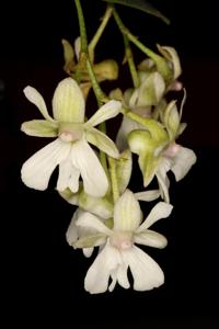 Dendrobium aberrans