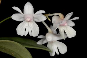 Dendrobium aberrans