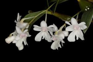 Dendrobium aberrans