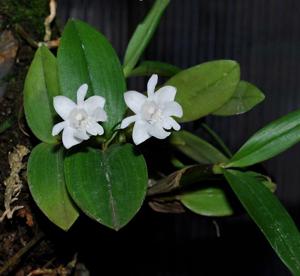 Dendrobium aberrans