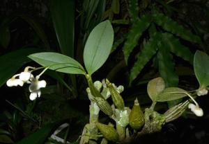 Dendrobium aberrans