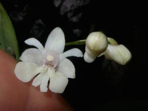 Dendrobium aberrans