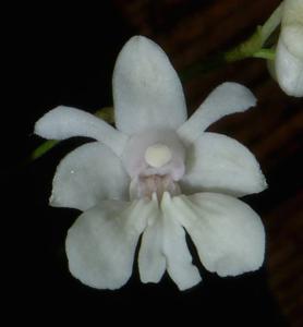 Dendrobium aberrans