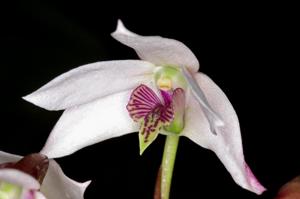 Dendrobium acutisepalum