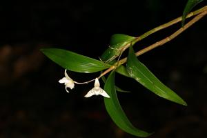 Dendrobium adae