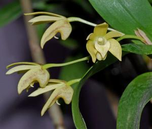 Dendrobium adae