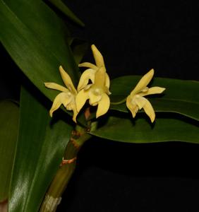 Dendrobium adae