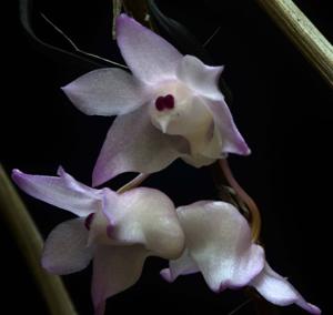 Dendrobium aduncum
