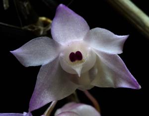 Dendrobium aduncum