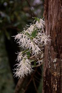 Dendrobium aemulum