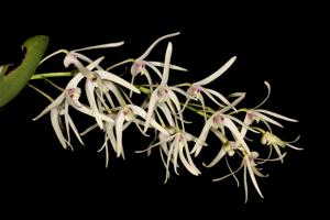 Dendrobium aemulum