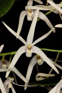 Dendrobium aemulum