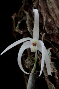 Dendrobium aemulum